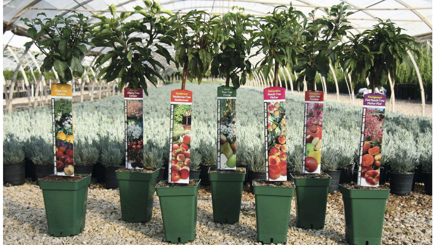 envases para frutales cappers