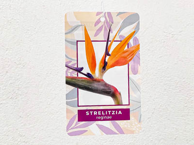 etiqueta colgar plantas