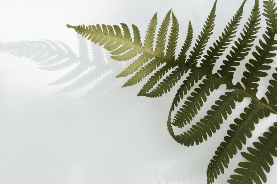 floramedia-footprint