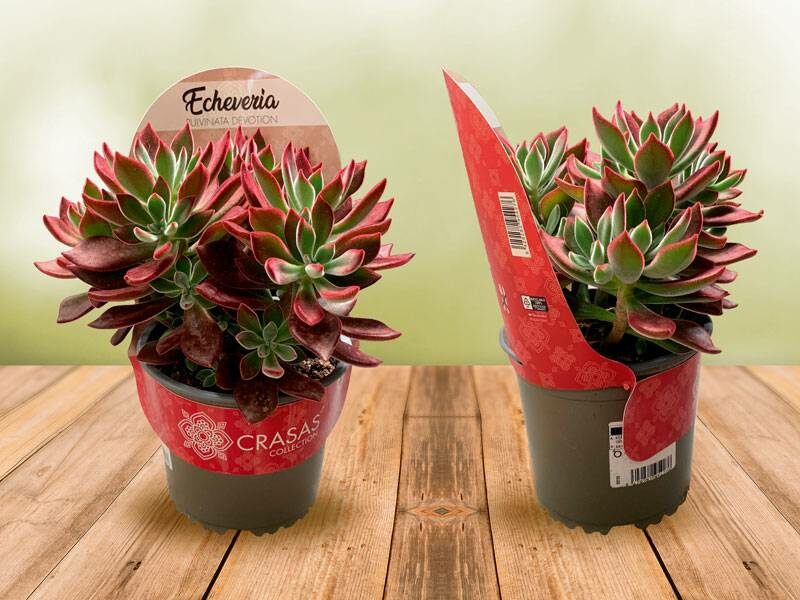 PotCoverScenicCompact