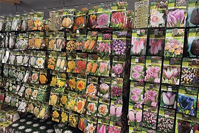 laminas bulbos expositor